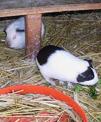 Meerschweinchen sind keine Nutztiere.