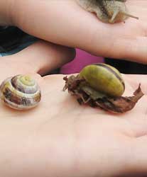 Bänderschnecken - wichtiges Futter für Singvögel und Igel