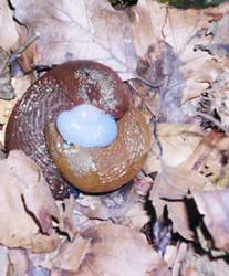 sich paarende Nacktschnecken