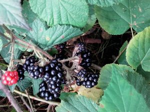 Naturkost Brombeeren