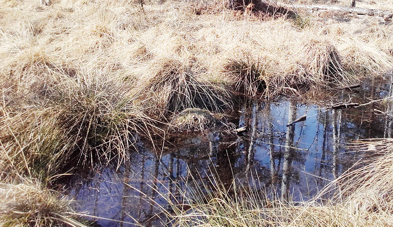 Dubringer Moor - wie wir das ganz seltene Blitzen von Wasser schon im April 2019 mit Erschrecken gesehen haben