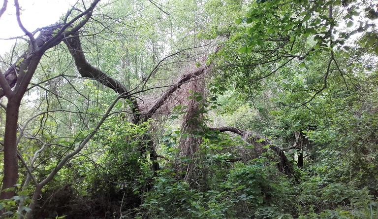 Rundweg Hegensteinbach. Fast schon der erhoffte Urwald des Landschaftsentwicklungsplanes im NSG Thymen