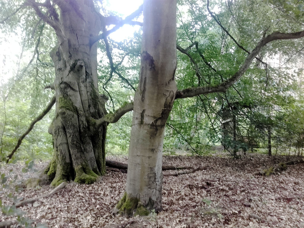 Natur braucht keine Kunst. Uckermark: zwischen Ringenwalde und Götschendorf.