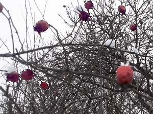 Hagebutten im Winter