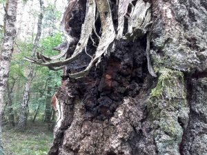 Baumpilz Tschaga, bei Hangelsberg, 26.8.2017