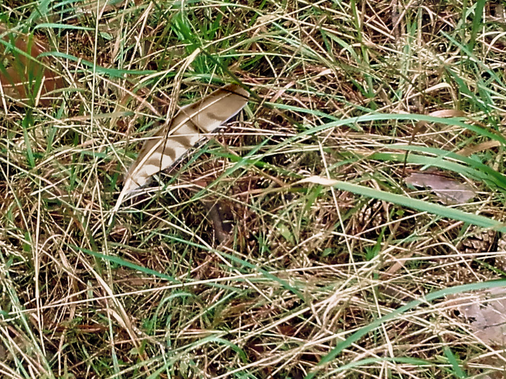 Habichtfeder im Wald