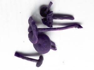 Pilz,blauer oder violetter Lacktrichterling
