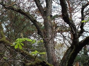 Notblüte von Rosskastanien in der Schorfheide bei Eichhorst, 20.9.2017