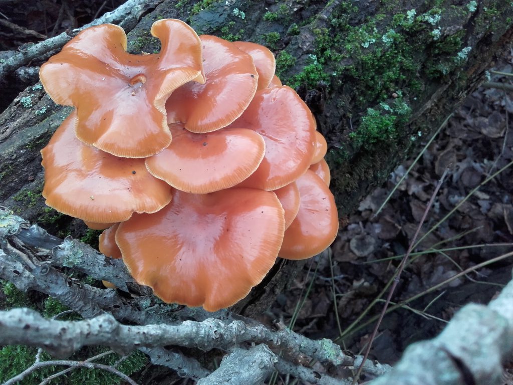 Gemeiner Samtfußrübling, Havelländisches Luch bei Paulinenaue, Dezember 2019