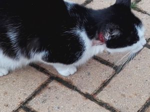Verwundete Katze, Sept.2017