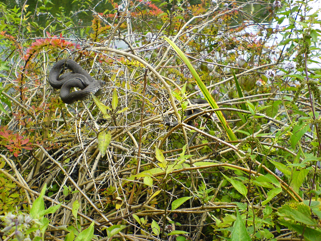 Ringelnatter, 2010 am Teufelsseee im Grunewald, © Karla Brandler