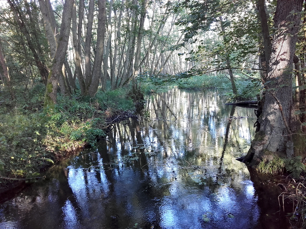 Sumpfgebiet bei Dannenwalde