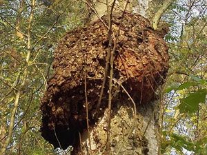 Baumkrebs an einer Birke, bei Lobetal, 5.11.2017