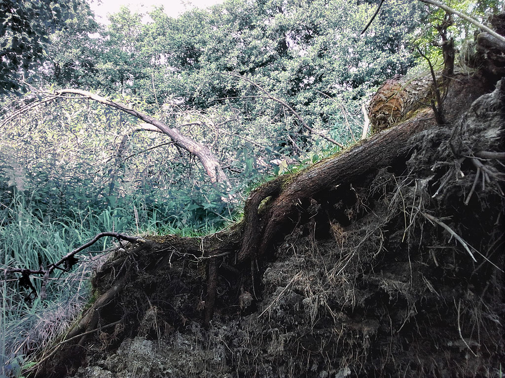 Umgestürzter Baum im Spreewald 2017