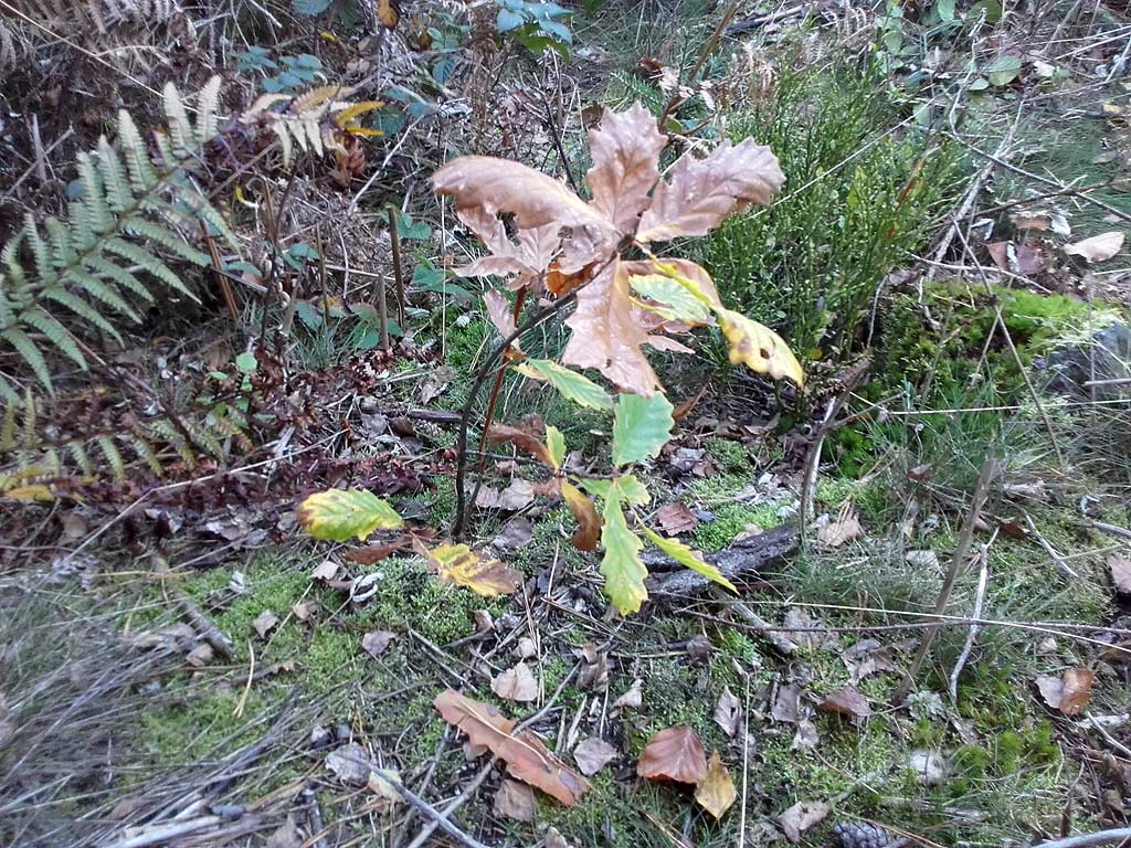 Bergwaldprojekt 2017 im Sachsenforst Sächsische Schweiz, Freischneiden von jungen Eichen