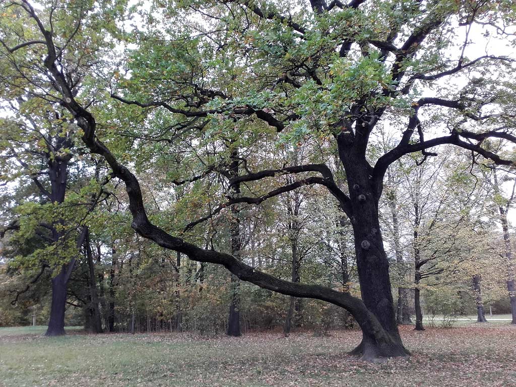 Großer Garten Dresden mit Eichen