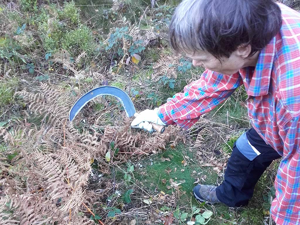 Bergwaldprojekt 2017 im Sachsenforst Sächsische Schweiz, Gertel