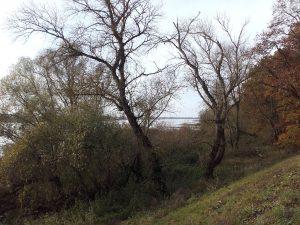 Durchblick zur Elbe