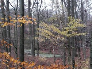 Buchenwald in der Uckermark, 19.11.2017