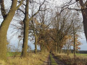 Der Weg zum Wald