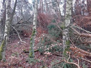 Mühlenbecker Land, nicht geräumter Wald