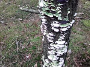 Die wundersamen Farben der Pilze