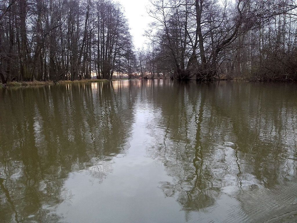 Die Morgensonne durch die Bäume