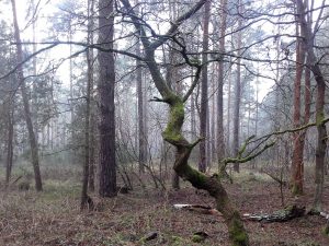 Wald bei Baruth