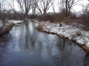 Hinter dem Schilf die Mündung der Buckau