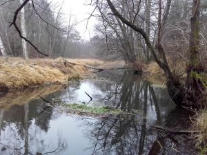 Hinter der Kurve in den Wald