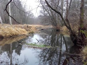 Hinter der Kurve in den Wald