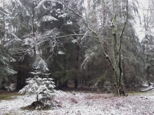 Winterwald bei Finowfurt