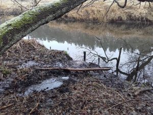 Die Finow am Weideland