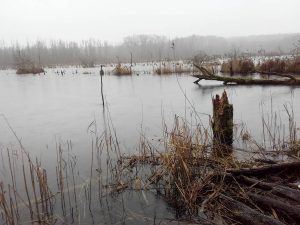 Biberburg im See