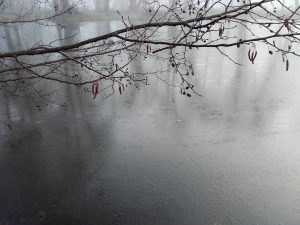 Baruther Schlosspark, erstes Eis auf dem Teich, 10.1.2018