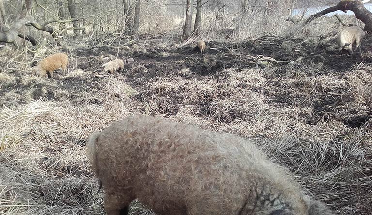 Schweine am Schlossteich Prötzel