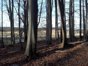 Melzower Forst: Buchenwald