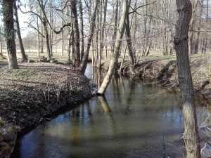 Die Welse im Lenné-Park