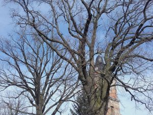 Kirchturm hinter den Gedenk-Linden