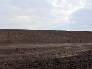 Graugänse bis zum Horizont