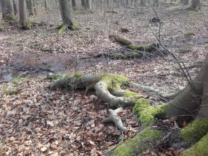 Buchenwurzeln am Waldümpel