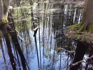 Im dunklen Wasser ein heller Zauber