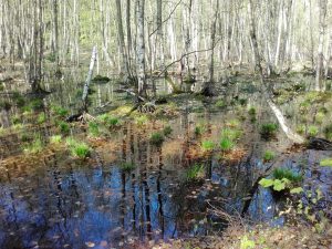 Unsere nordischen Birken: heilend und heilig 