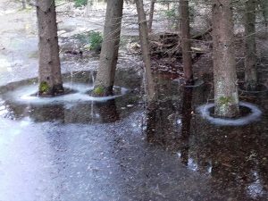 Bäume im Wasser