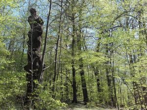 Kunstwerk Natur im Schlosspark Lanke