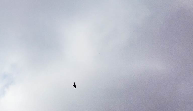 Bussard über dem Luch