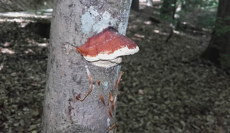 Ein seltener Farbtupfer zwischen unendlich vielen Grüntönen