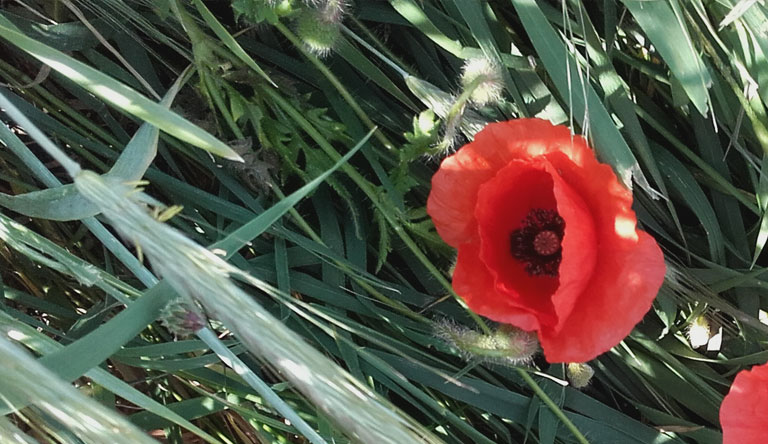 Klatschmohn im Getreide