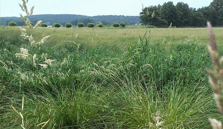 Von weitem grüßen die Götzer Berge, dazwischen allerdings derzeit die Weiden mit Kühen - im schlimmsten Fall mit Bullen...