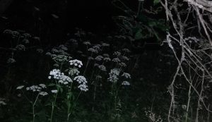 Wenn es dunkel wird in kleinem Zeitfenster: Hunderte von Glühwürmchen